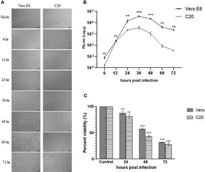 Chikungunya virus infection in human microglial C20 cells induces mitochondria-mediated apoptosis